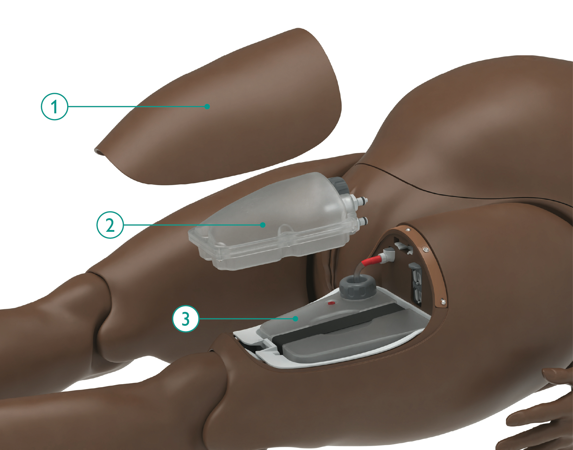 MA_thigh_overview.jpg